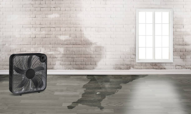 Best Mold removal after water damage  in Napoleon, OH